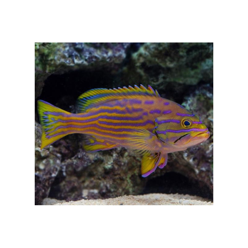 Cephalopholis polleni 8-10 cm